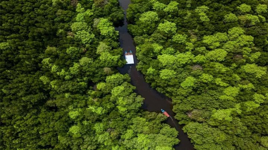 Bedul, Hutan "Amazon" dari Banyuwangi