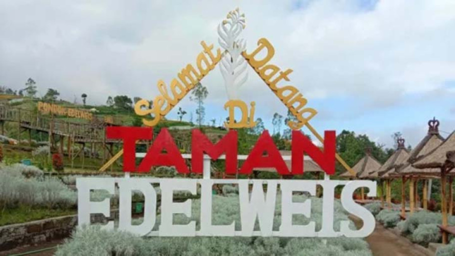 Bunga Kasna: Keajaiban Taman Edelweis Bali yang Menakjubkan