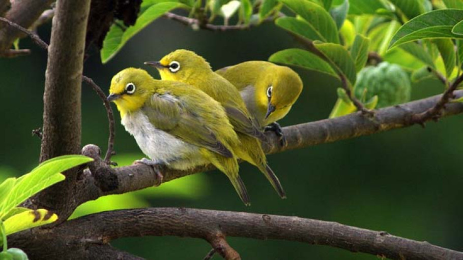 Indonesia Jadi Negara dengan Jumlah Burung Endemis Terbanyak di Dunia