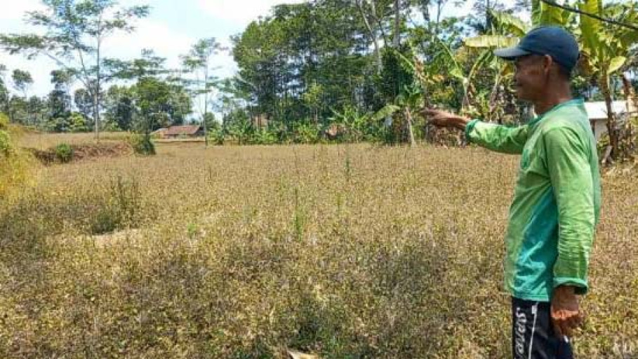 Krisis Kekeringan Mengancam Para Petani di Kabupaten Tasikmalaya