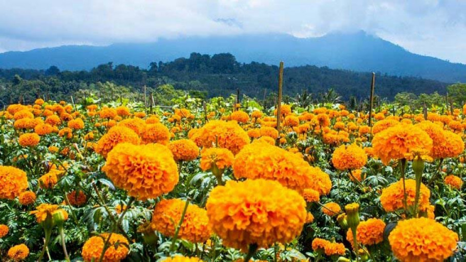Marigold Bali; Hamparan Kebun Bunga Manjakan Mata