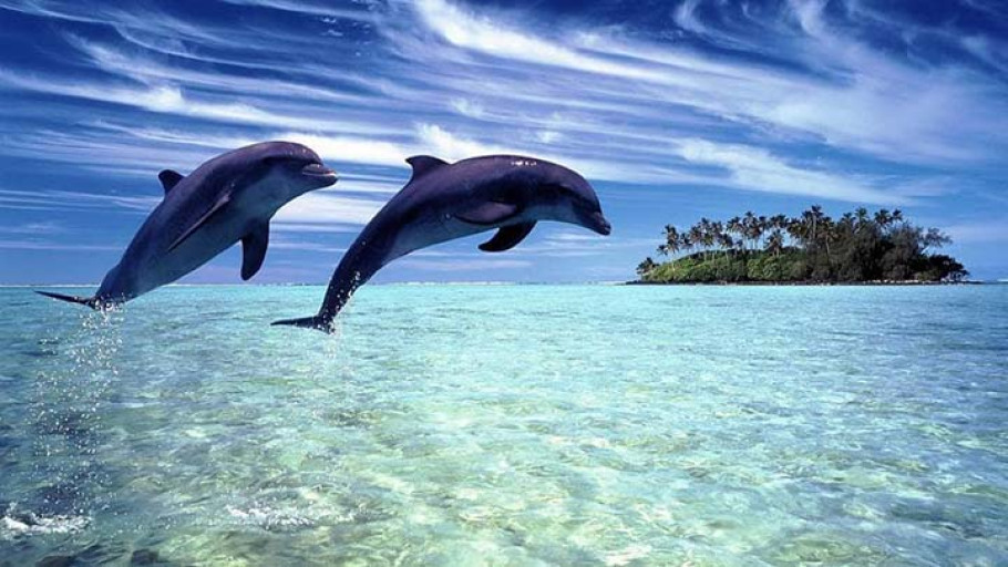 Pesona Alam Pantai Lovina: Keindahan Pasir Hitam dan Pertunjukkan Lumba-lumba