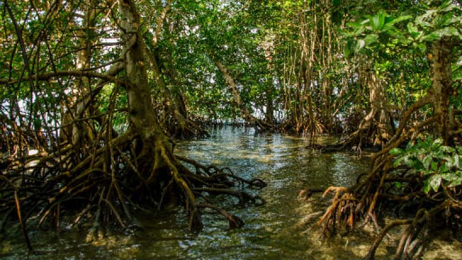 Restorasi Mangrove: Indonesia Terpilih Sebagai Ketua Aliansi Mangrove Dunia
