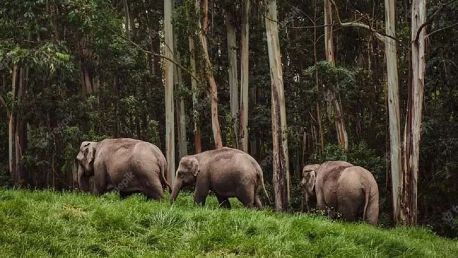 Taman Nasional Way Kambas: Destinasi Konservasi Satwa Tertua di Indonesia