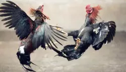 Jejak Ayam dari Hewan Kultural Hingga Mistisisme Masyarakat Jawa